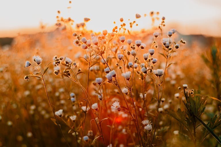 Field of wildflowers glowing in the golden hour sunlight, capturing natural beauty and serenity.