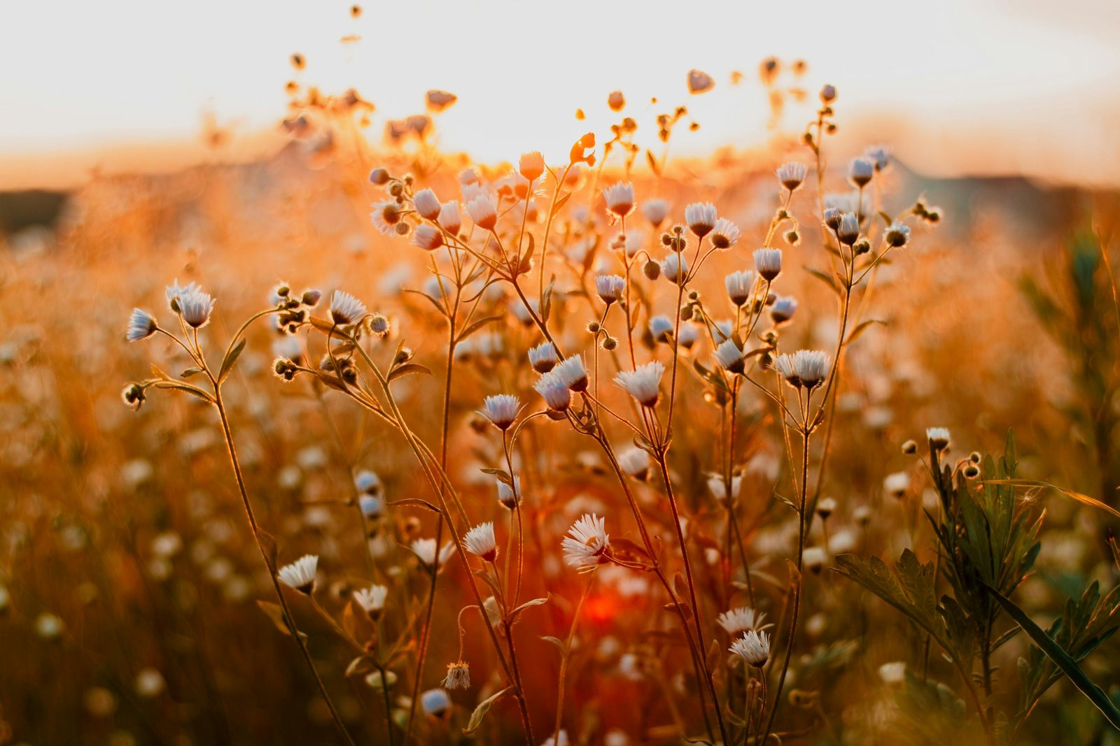 Field of wildflowers glowing in the golden hour sunlight, capturing natural beauty and serenity.